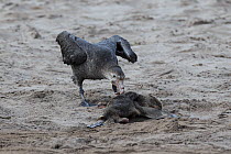 Northern giant petrel (Macronectes halli) feeds on dead New Zealand sealion pup (Phocarctos hookeri) Enderby Island in the subantarctic Auckland Islands archipelago, New Zealand, January Editorial use...