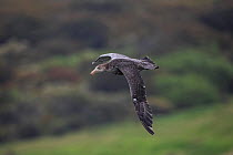 Northern giant petrel (Macronectes halli) in flight, Enderby Island in the subantarctic Auckland Islands archipelago, New Zealand, January Editorial use only.