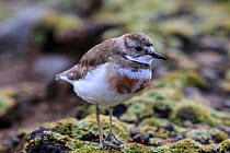 Auckland Island banded dotterel (Charadrius bicinctus exilis) on shoreline, Enderby Island in the subantarctic Auckland Islands archipelago, New Zealand, January Editorial use only.