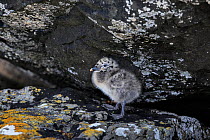 Southern black backed gull (Larus dominicanus) chick at Enderby Island in the subantarctic Auckland Islands archipelago, New Zealand, January Editorial use only.