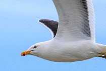 Southern black backed gull (Larus dominicanus) in flight, Enderby Island in the subantarctic Auckland Islands archipelago, New Zealand, January Editorial use only.