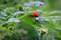 Red crowned parakeet (Cyanoramphus novaezelandiae) at Enderby Island in the subantarctic Auckland Islands archipelago, New Zealand, January Editorial use only.