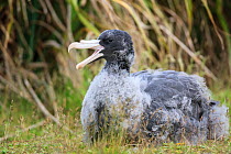 Northern giant petrel (Macronectes halli) juvenile calling on ground, Enderby Island in the subantarctic Auckland Islands archipelago, New Zealand, January Editorial use only.