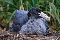 Northern giant petrel (Macronectes halli) juvenile on ground, Enderby Island in the subantarctic Auckland Islands archipelago, New Zealand, January Editorial use only.