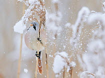 Bearded tit (Panurus biarmicus) male feeding, spraying snow, Espoo Finland January