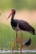 Black stork (Ciconia nigra) and Moorhen (Gallinula chloropus) Hungary May