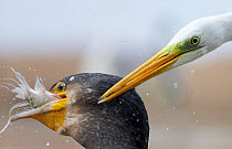 Cormorant (Phalacrocorax carbo) and Great white egret (Egretta alba) fighting over fish catch, Hungary, January