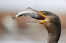 Cormorant (Phalacrocorax carbo) swallowing caught fish, Hungary January
