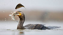 Cormorant (Phalacrocorax carbo) with double fish catch, Hungary January