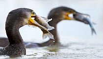 Cormorants (Phalacrocorax carbo) two with caught fish in their beaks, Hungary January