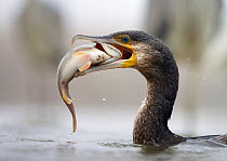 Cormorant (Phalacrocorax carbo) with caught fish in beak, Hungary January