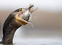 Cormorant (Phalacrocorax carbo) swallowing caught fish, Hungary January