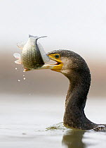 Cormorant (Phalacrocorax carbo) with caught fish in beak, Hungary January