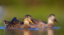 Gadwall (Anas strepera) male and female pair on water, Hungary May