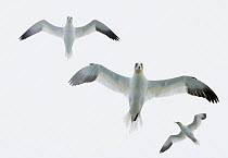 Gannet (Sula bassana) three flying directly overhead, Shetlands, UK, July