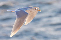Glaucous gull (Larus hyperboreus) in flight over sea, Vardo, Norway March