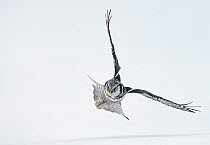 Hawk owl (Surnia ulula) looking intently at the ground, could  be able to swoop on prey, Kuusamo Finland February