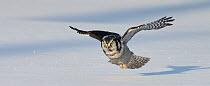 Hawk owl (Surnia ulula) flying low over ground, Kuusamo Finland February