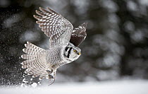 Hawk owl (Surnia ulula) takingn off from powder snow with mouse prey in talons, Kuusamo Finland February