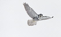 Hawk owl (Surnia ulula) flying portrait, Kuusamo Finland February