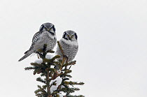 Hawk owl (Surnia ulula) two perched on top of conifer tree, Kuusamo Finland February