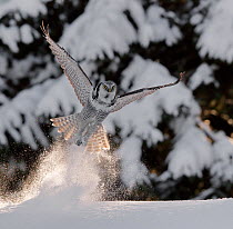 Hawk owl (Surnia ulula) takingn off from powder snow, possibly with prey in talons, Kuusamo Finland February