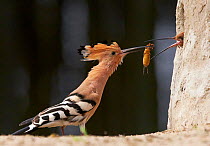 Hoopoe (Upupa epops) male bringing food to female in nest hole, Hungary May