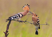 Hoopoe (Upupa epops) male giving mating gift to female, Hungary May