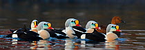 King eider (Somateria spectabilis) five males together with one female, Batsfjord, Norway March