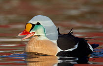 King eider (Somateria spectabilis) male on water, Batsfjord, Norway March