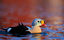 King eider (Somateria spectabilis) male on water, Batsfjord, Norway March