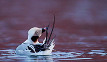 Long-tailed duck (Clangula hyemalis) male preening tail feathers on water, Vardo, Norway March