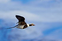 Long-tailed duck (Clangula hyemalis) male in flight, Vardo, Norway March