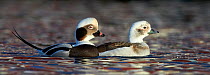 Long-tailed duck (Clangula hyemalis) male and female on water, Vardo, Norway March