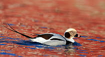 Long-tailed duck (Clangula hyemalis) male profile on water, Vardo, Norway March