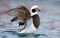 Long-tailed duck (Clangula hyemalis) male flapping at surface, Vardo, Norway March