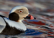 Long-tailed duck (Clangula hyemalis) male profile on water, Vardo, Norway March