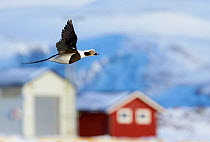 Long-tailed duck (Clangula hyemalis) male in flight near coast, Vardo, Norway March