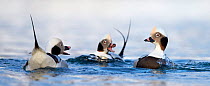 Long-tailed duck (Clangula hyemalis) three males swimming and interacting, Vardo, Norway March