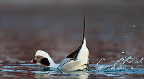 Long-tailed duck (Clangula hyemalis) male displaying on water, Vardo, Norway March