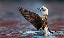 Long-tailed duck (Clangula hyemalis) female flapping, Vardo, Norway March