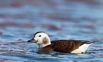 Long-tailed duck (Clangula hyemalis) female swimming, Vardo, Norway March