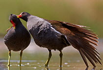 Moorhen (Gallinula chloropus) one preening another, part of courtship, Hungary May