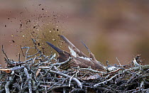 Osprey (Pandion haliaetus) rebuilding the nest, Finland April