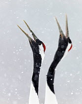 Japanese / Red-crowned crane (Grus japonicus) two calling, part of bonding and courtship display, Hokkaido Japan February