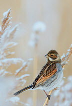 Reed bunting (Emberiza schoeniclus) in frostry branches, Espoo Finland January