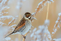 Reed bunting (Emberiza schoeniclus) in frostry branches, Espoo Finland January