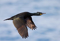 Shag (Phalacrocorax aristotelis) in flight, Vardo, Norway March