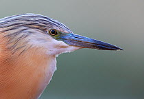 Squacco heron (Ardeola ralloides) head portrait, Hungary May