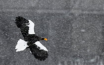 Steller's sea eagle (Haliaeetus pelagicus) flying through snow storm, Hokkaido Japan February